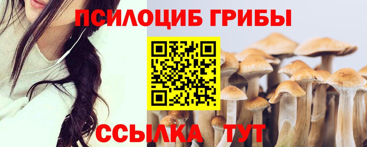Алатырь  Галлюциногенные грибы Psilocybe  Вход с VPN 